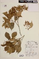 Calyptranthes sintenisii image
