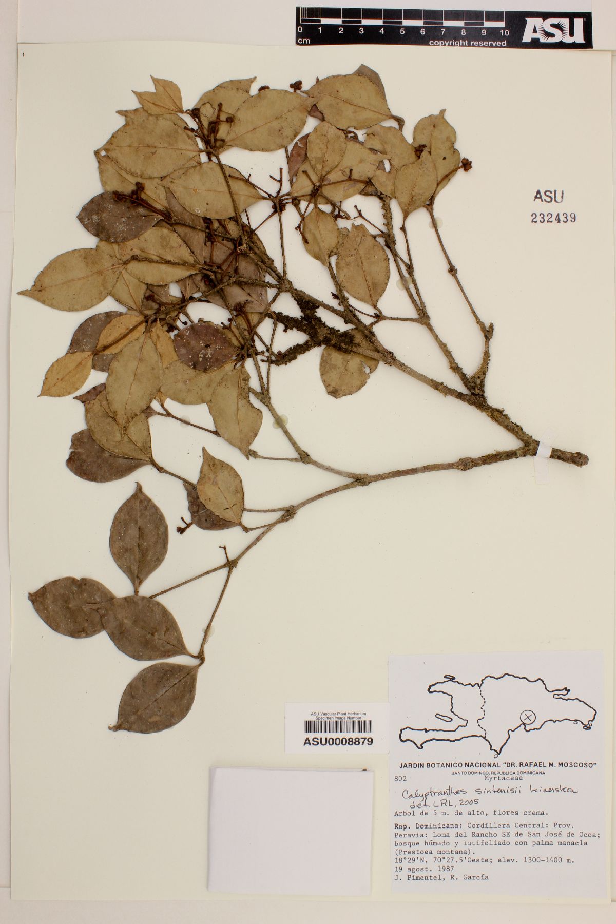 Calyptranthes sintenisii image