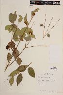 Image of Calyptranthes thomasiana