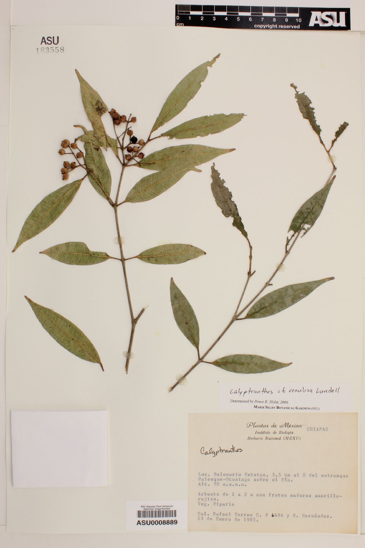 Calyptranthes venulosa image