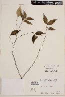 Calyptranthes bipennis image