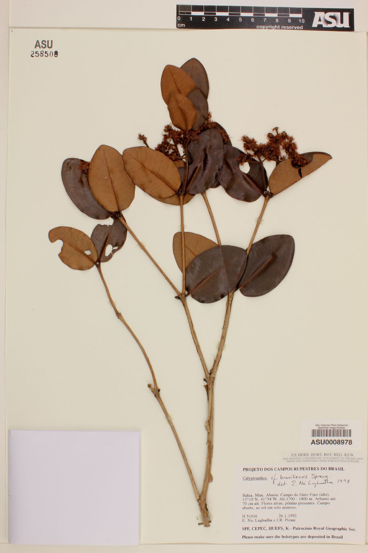 Calyptranthes brasiliensis image