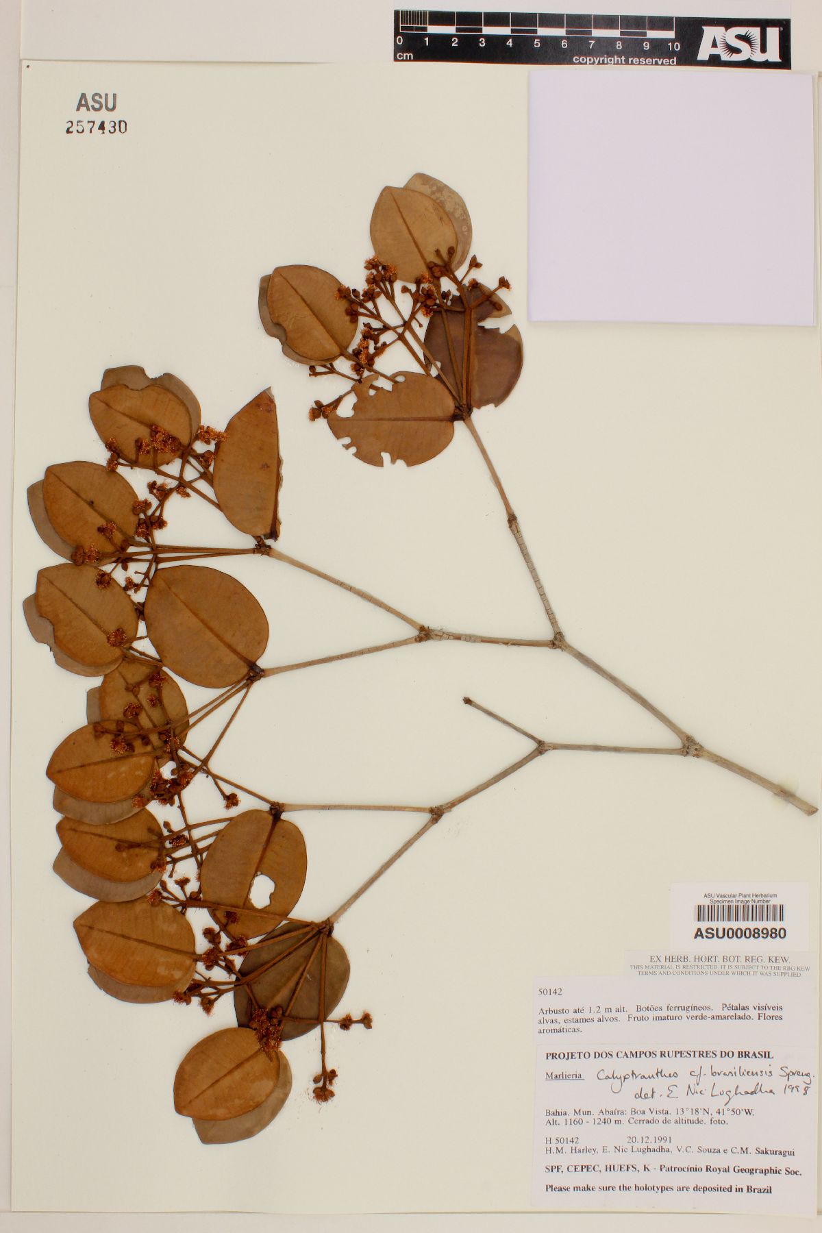Calyptranthes brasiliensis image