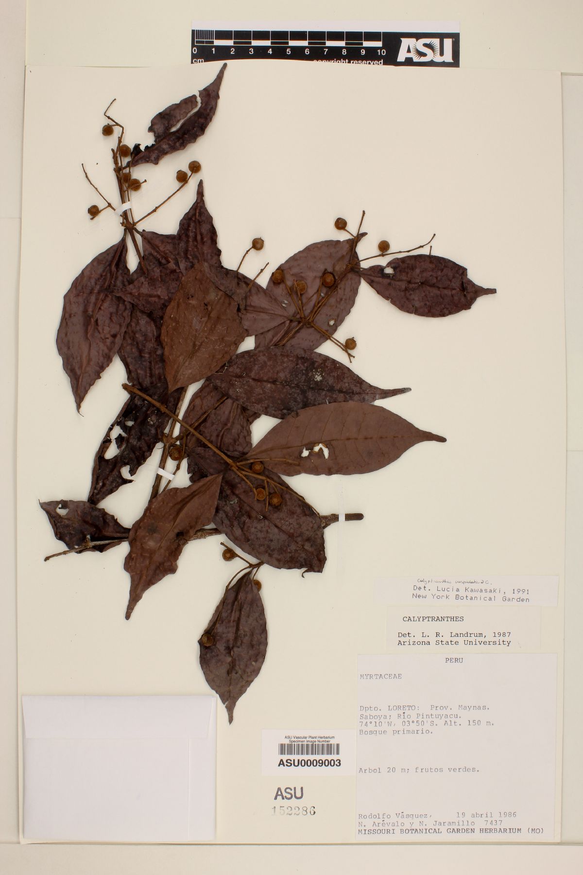 Calyptranthes cuspidata image