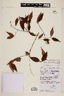 Myrcia laruotteana image