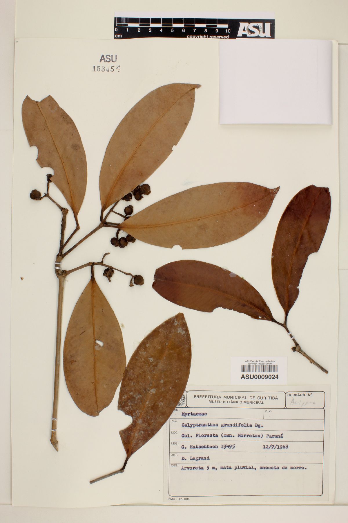 Calyptranthes grandifolia image