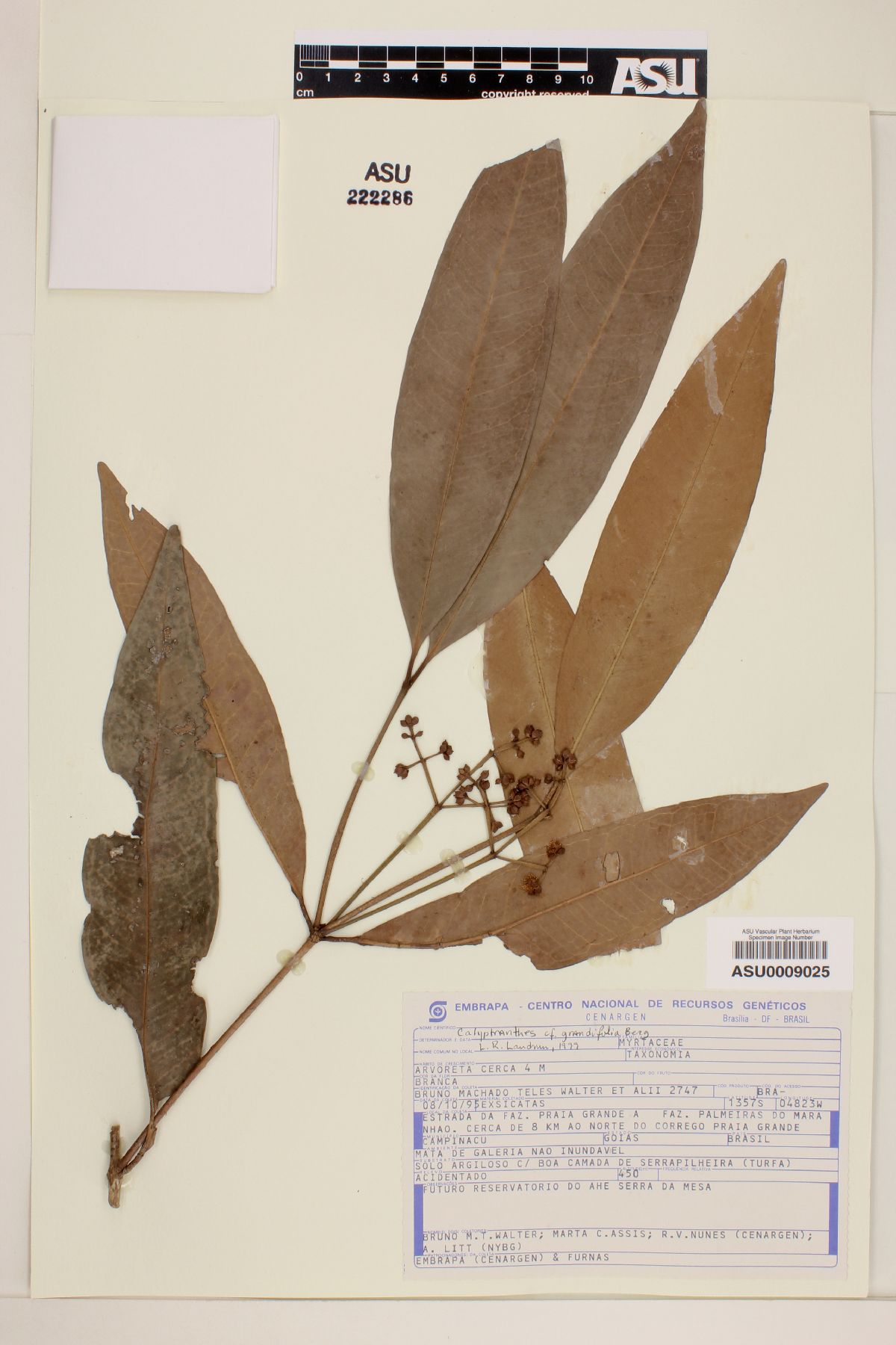 Calyptranthes grandifolia image