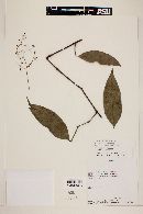 Image of Calyptranthes paniculata
