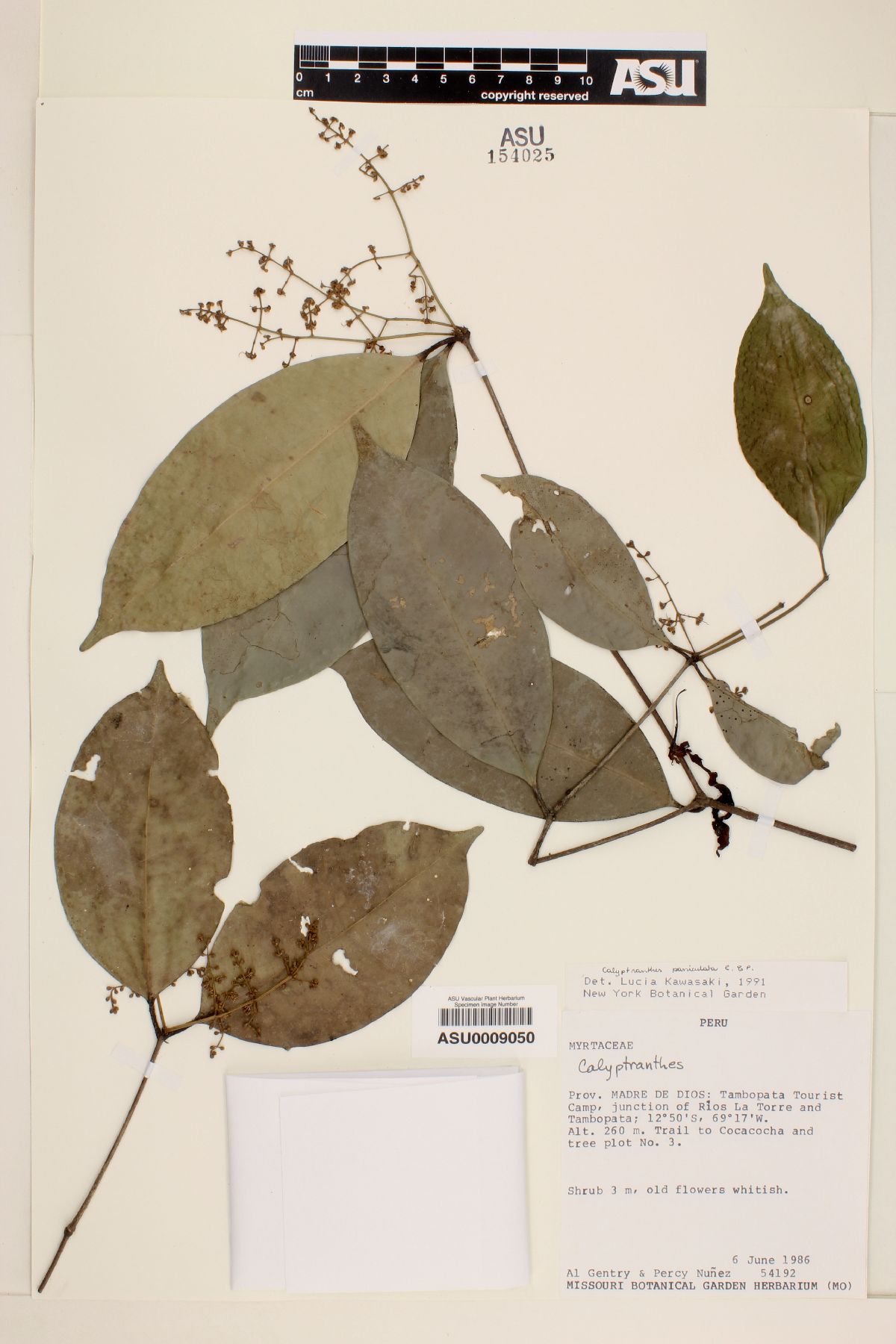 Calyptranthes paniculata image