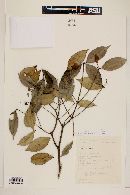 Calyptranthes paniculata image