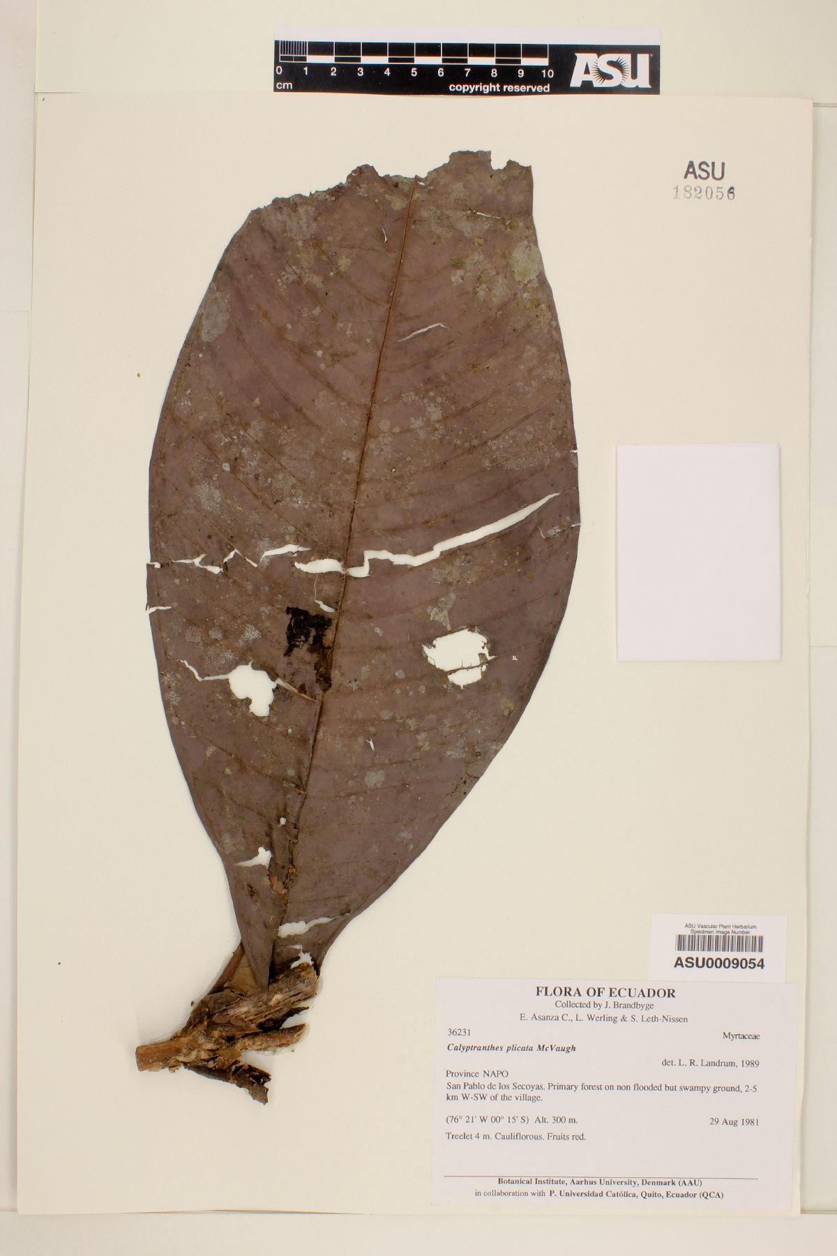 Calyptranthes plicata image