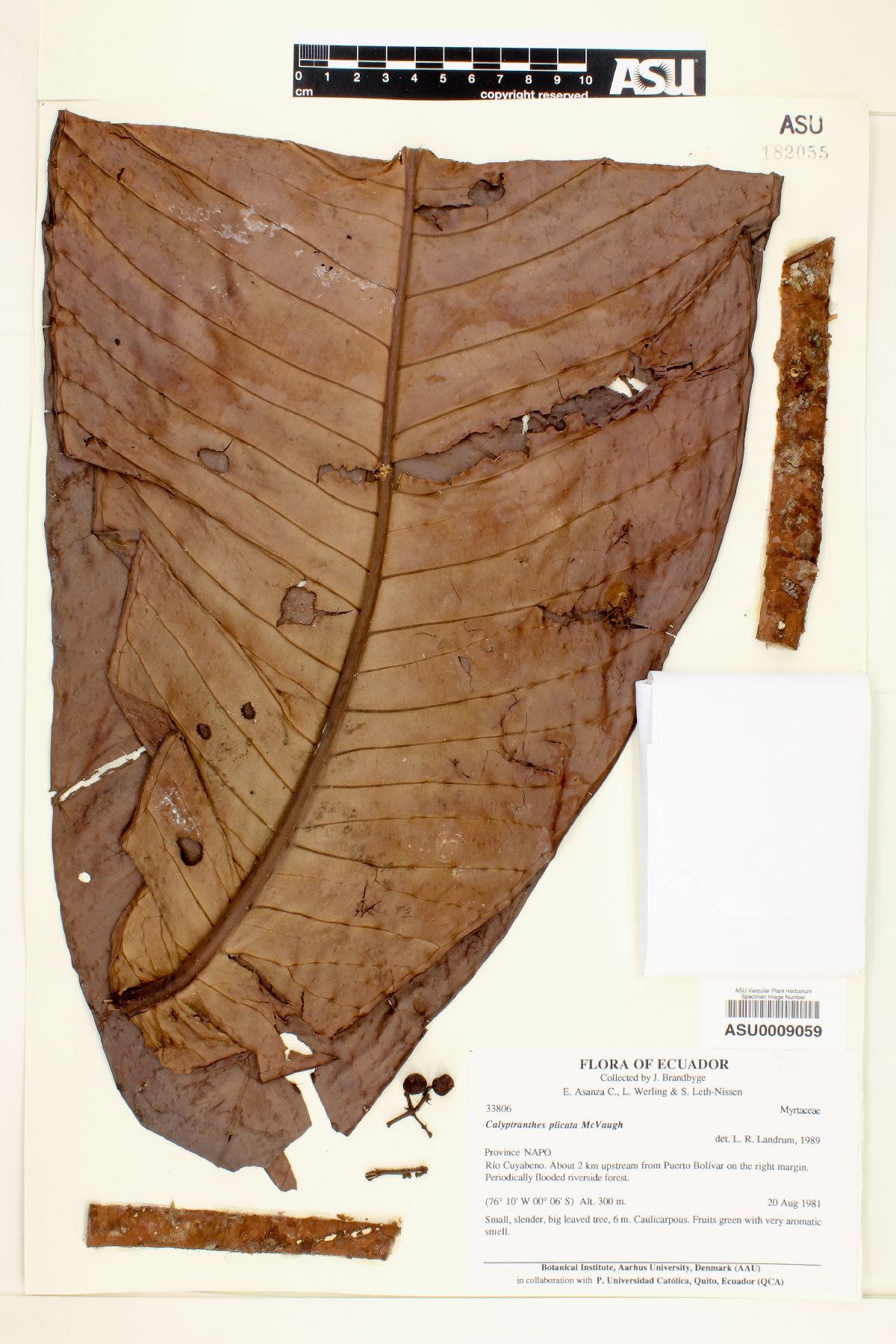 Calyptranthes plicata image