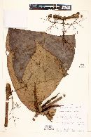 Calyptranthes plicata image