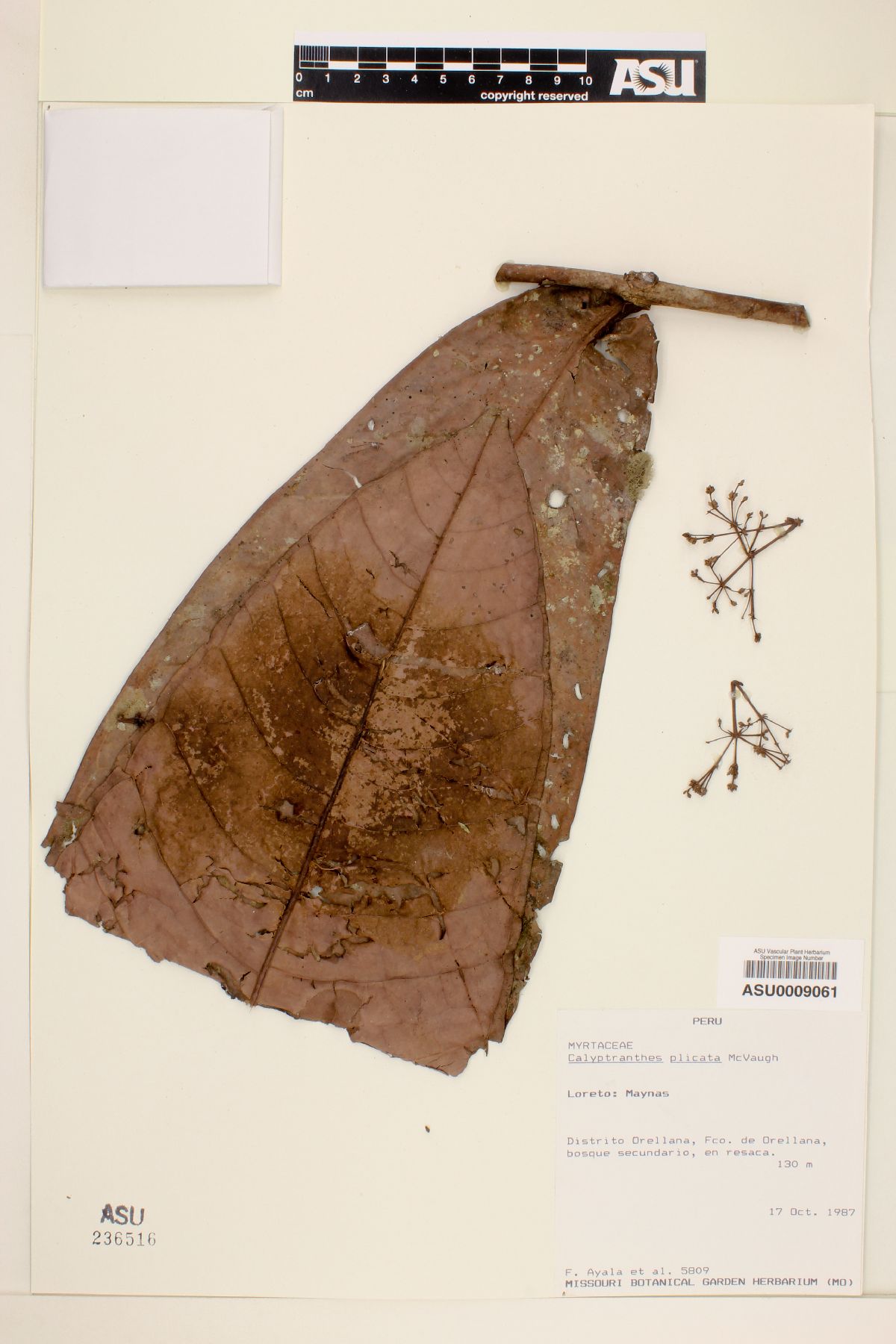Calyptranthes plicata image