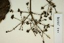 Calyptranthes plicata image