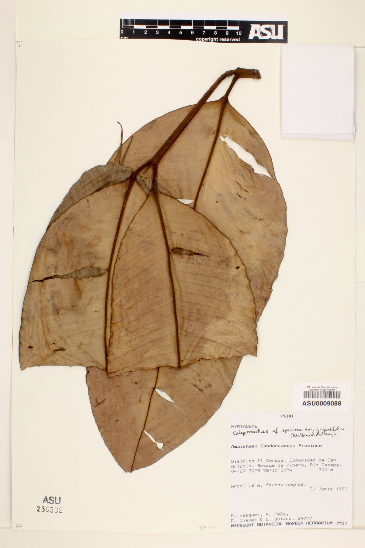 Calyptranthes speciosa var. gigantifolia image