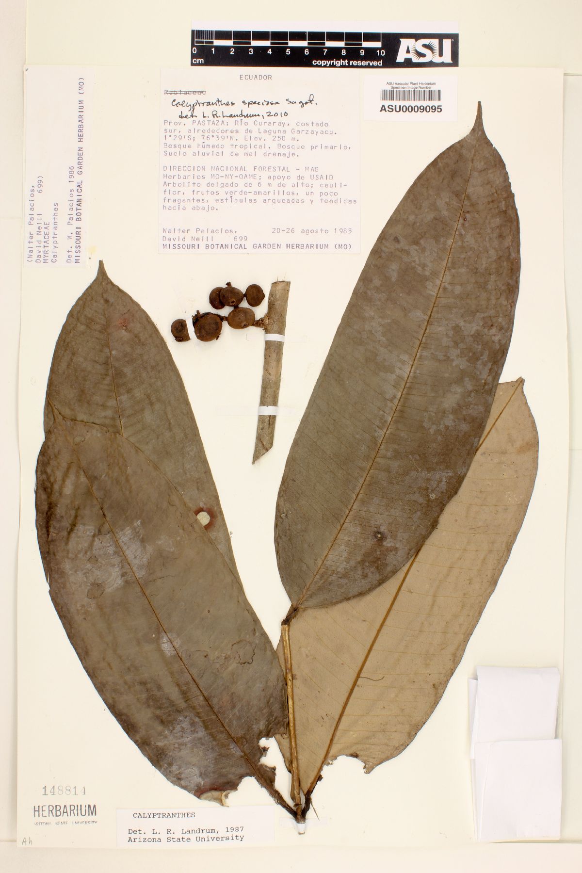 Calyptranthes speciosa image