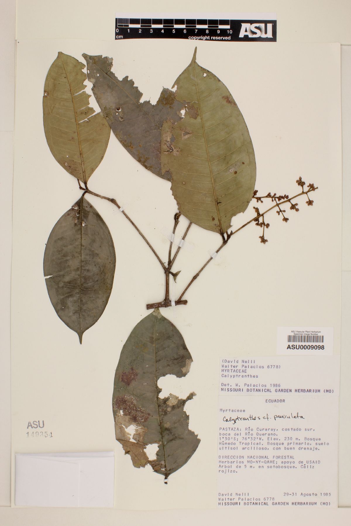 Calyptranthes paniculata image