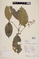 Calyptranthes paniculata image