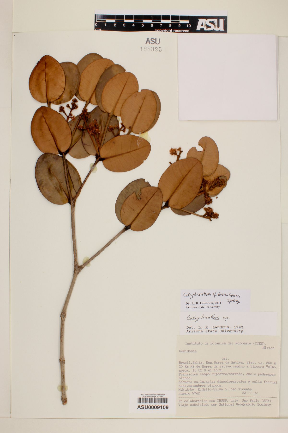 Calyptranthes brasiliensis image