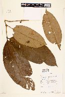 Calyptranthes speciosa image