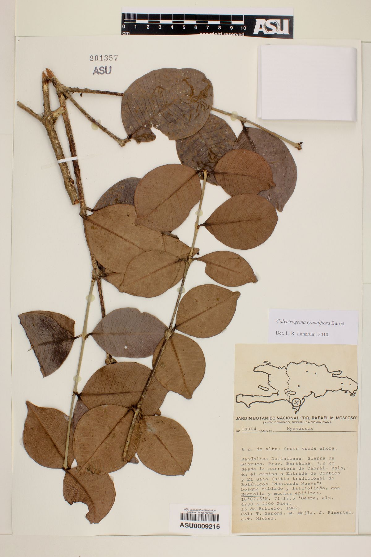 Calyptrogenia grandiflora image