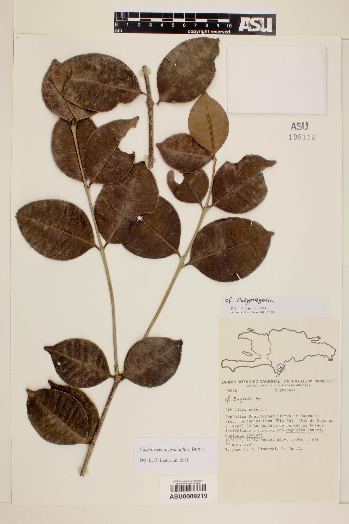Calyptrogenia grandiflora image
