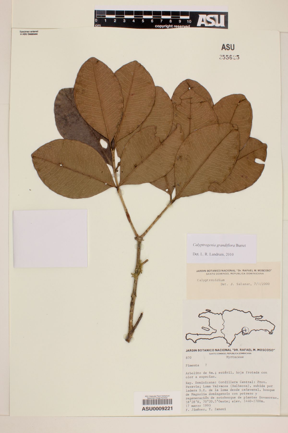 Calyptrogenia grandiflora image