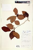 Campomanesia grandiflora image