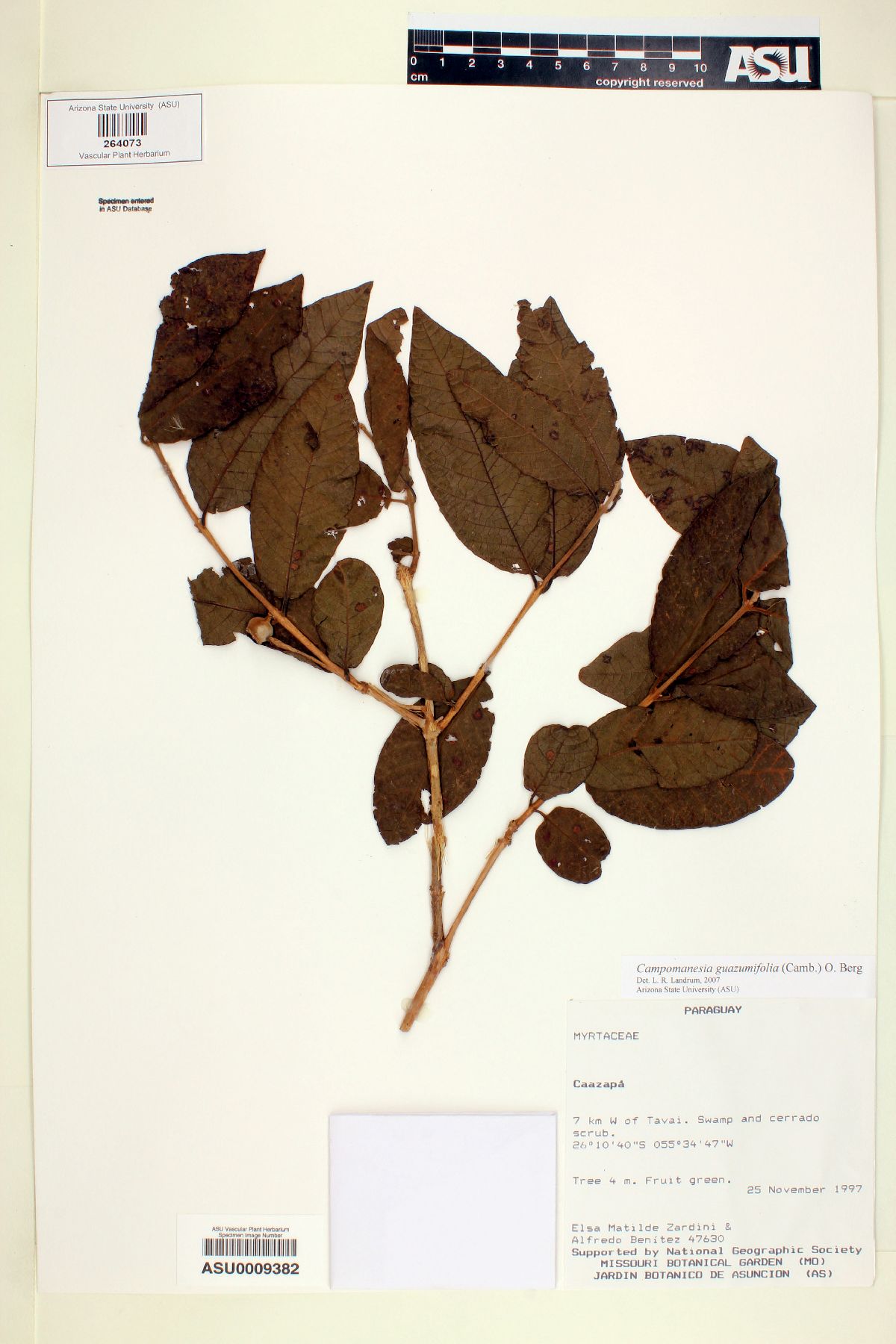 Campomanesia guazumaefolia image