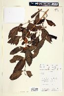 Campomanesia guazumifolia image