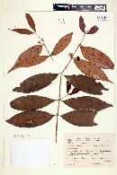 Campomanesia laurifolia image