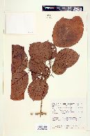 Campomanesia lineatifolia image