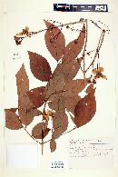 Campomanesia neriiflora image