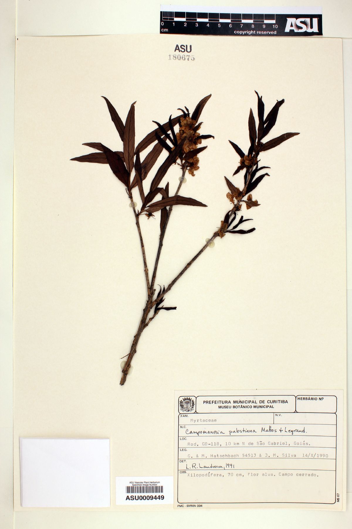 Campomanesia pabstiana image