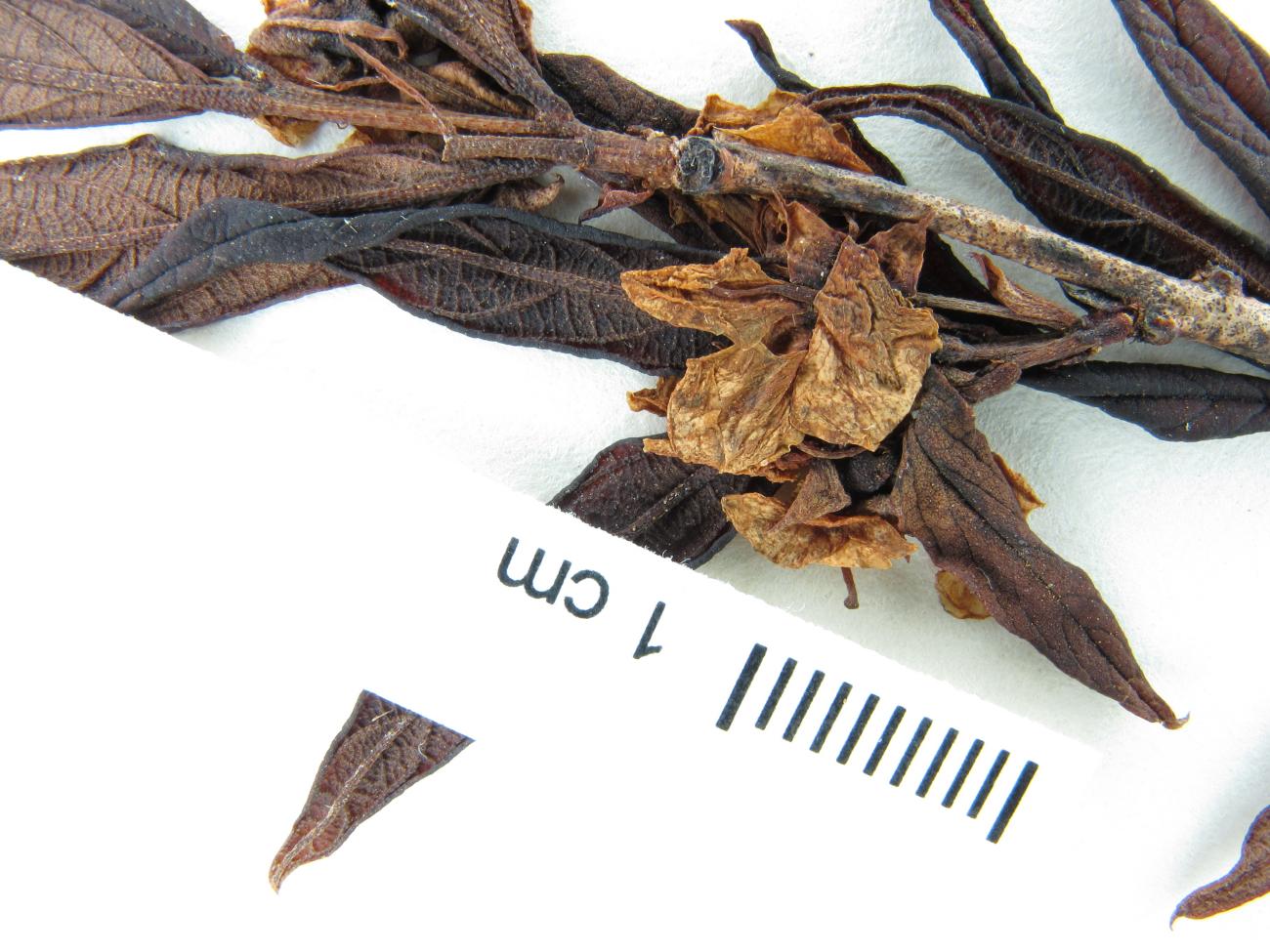 Campomanesia pabstiana image