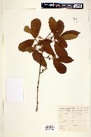 Campomanesia pubescens image