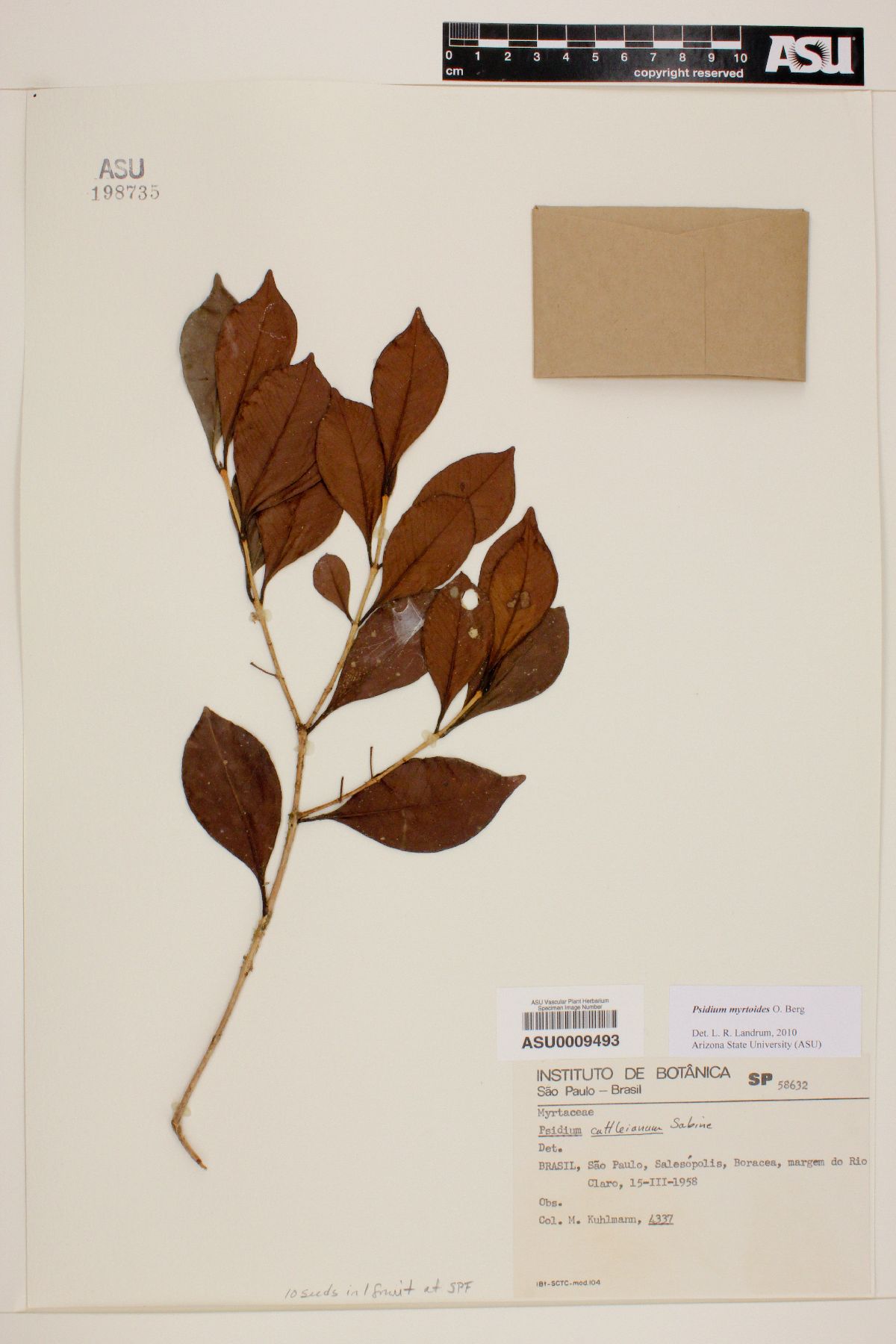 Psidium myrtoides image