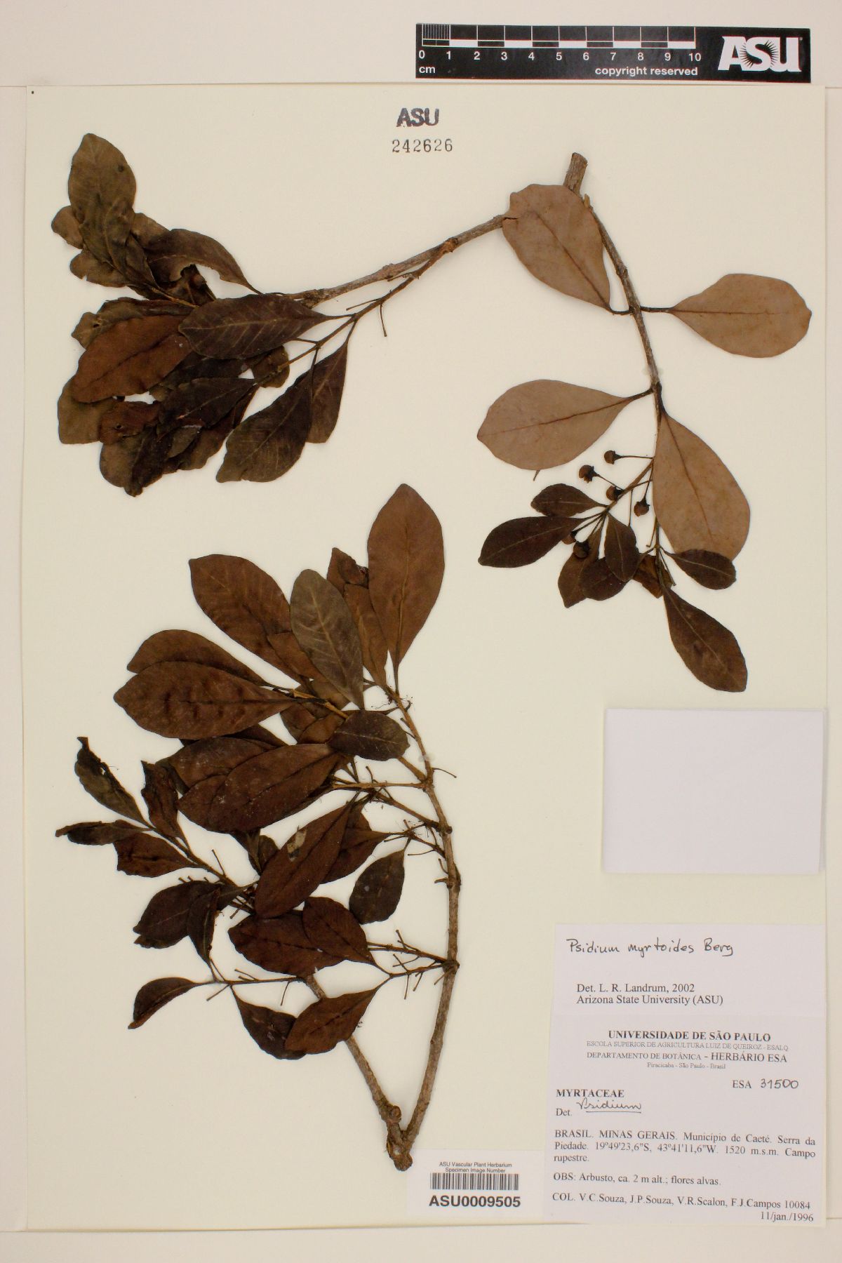 Psidium myrtoides image