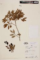 Psidium pedicellatum image