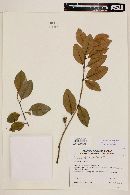Psidium pedicellatum image