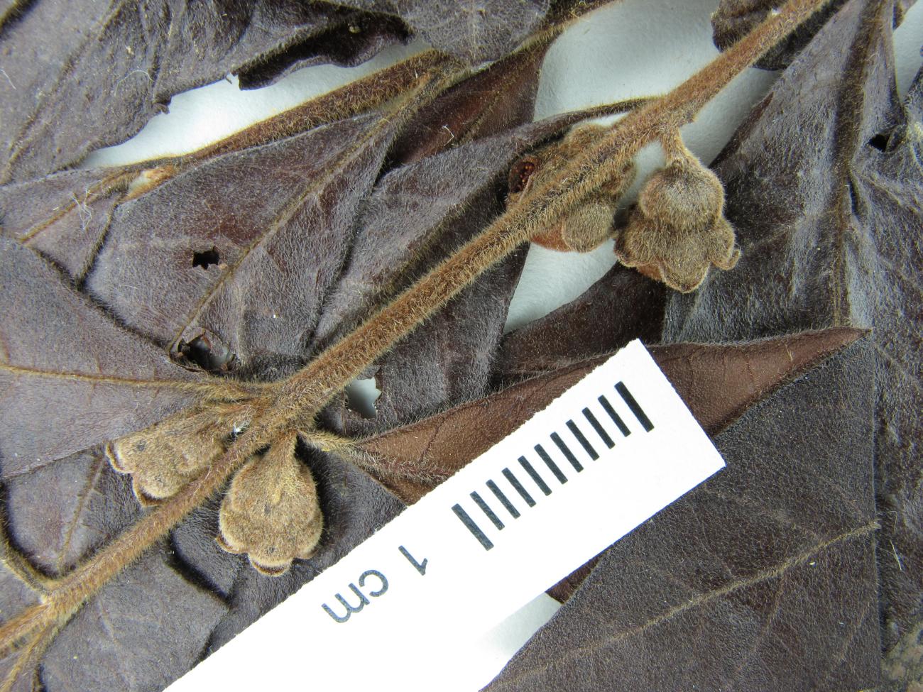 Campomanesia sessiliflora var. sessiliflora image