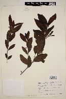 Campomanesia sessiliflora image