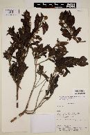 Campomanesia sessiliflora image