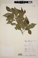 Campomanesia xanthocarpa image