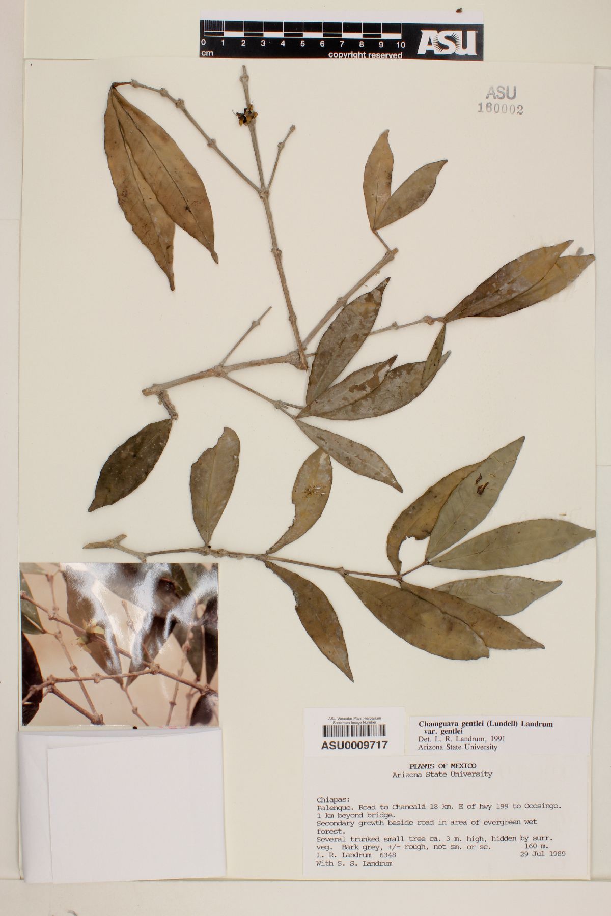 Chamguava gentlei var. gentlei image