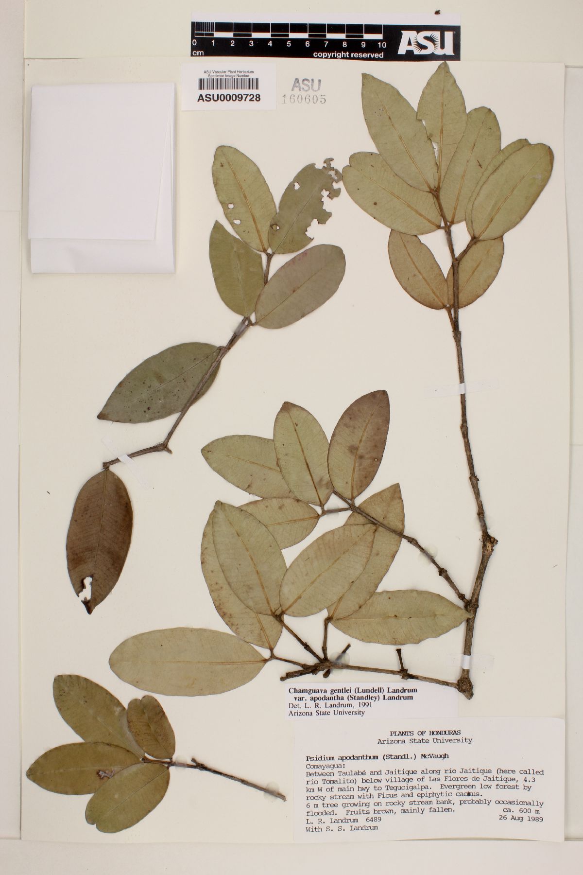 Chamguava gentlei var. apodantha image