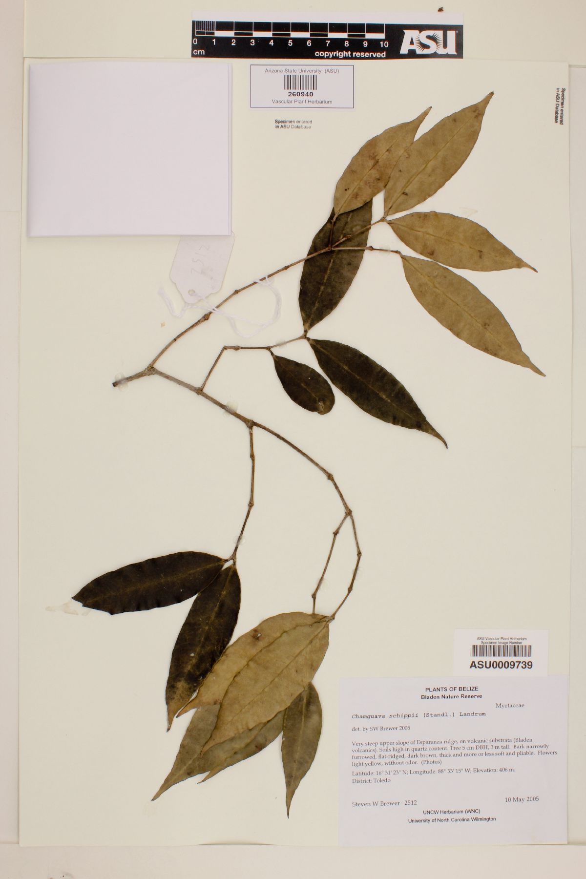 Chamguava schippii image