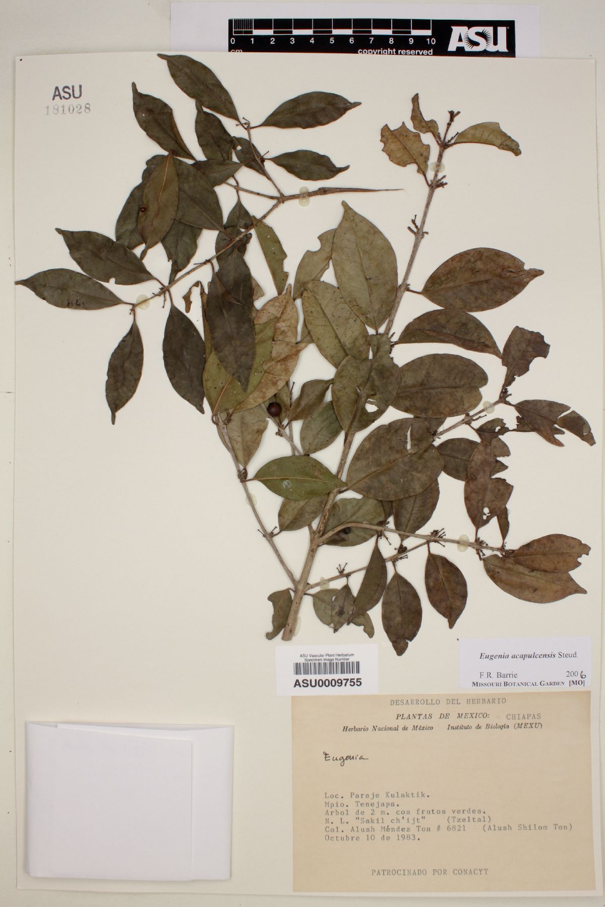 Eugenia acapulcensis image