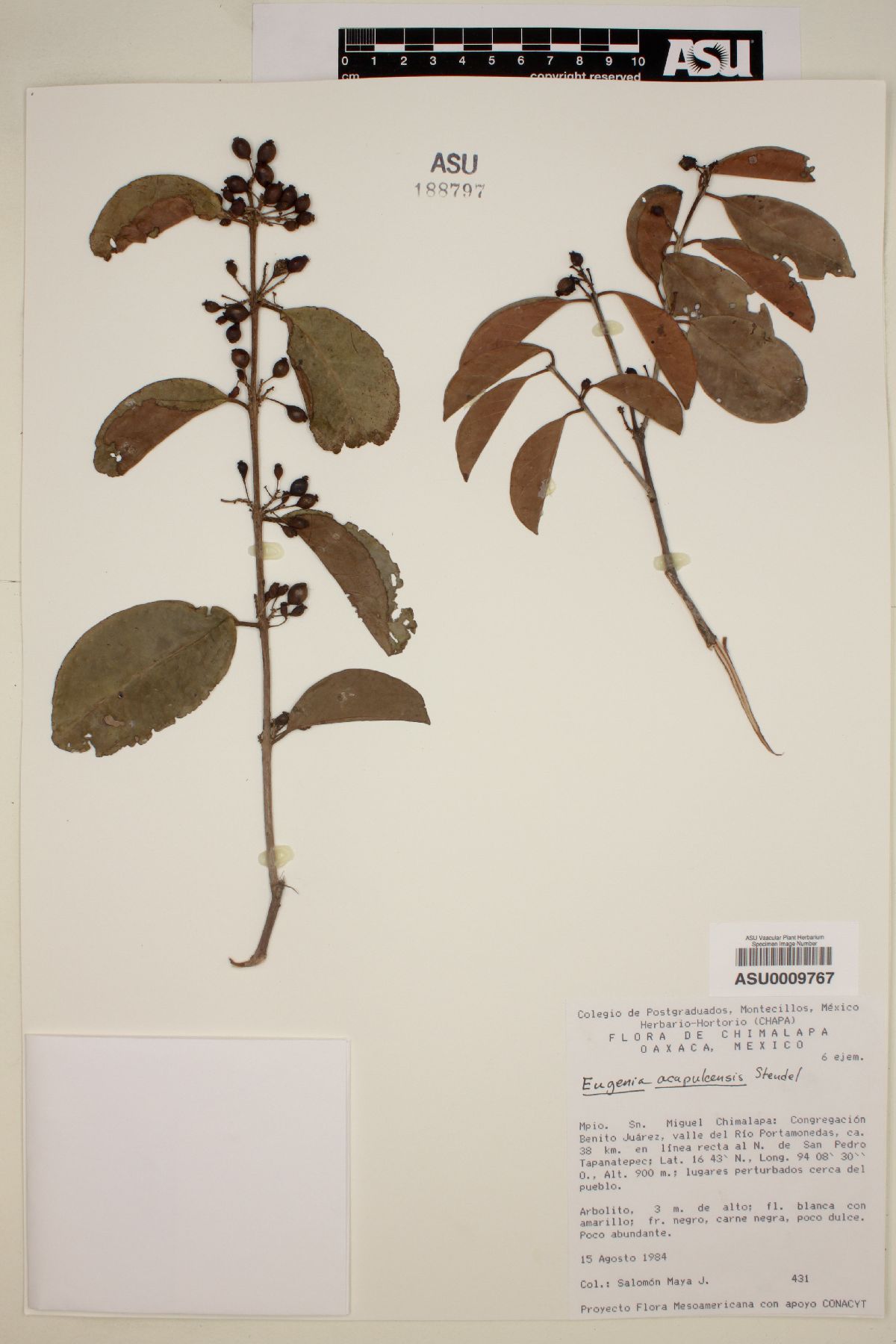 Eugenia acapulcensis image